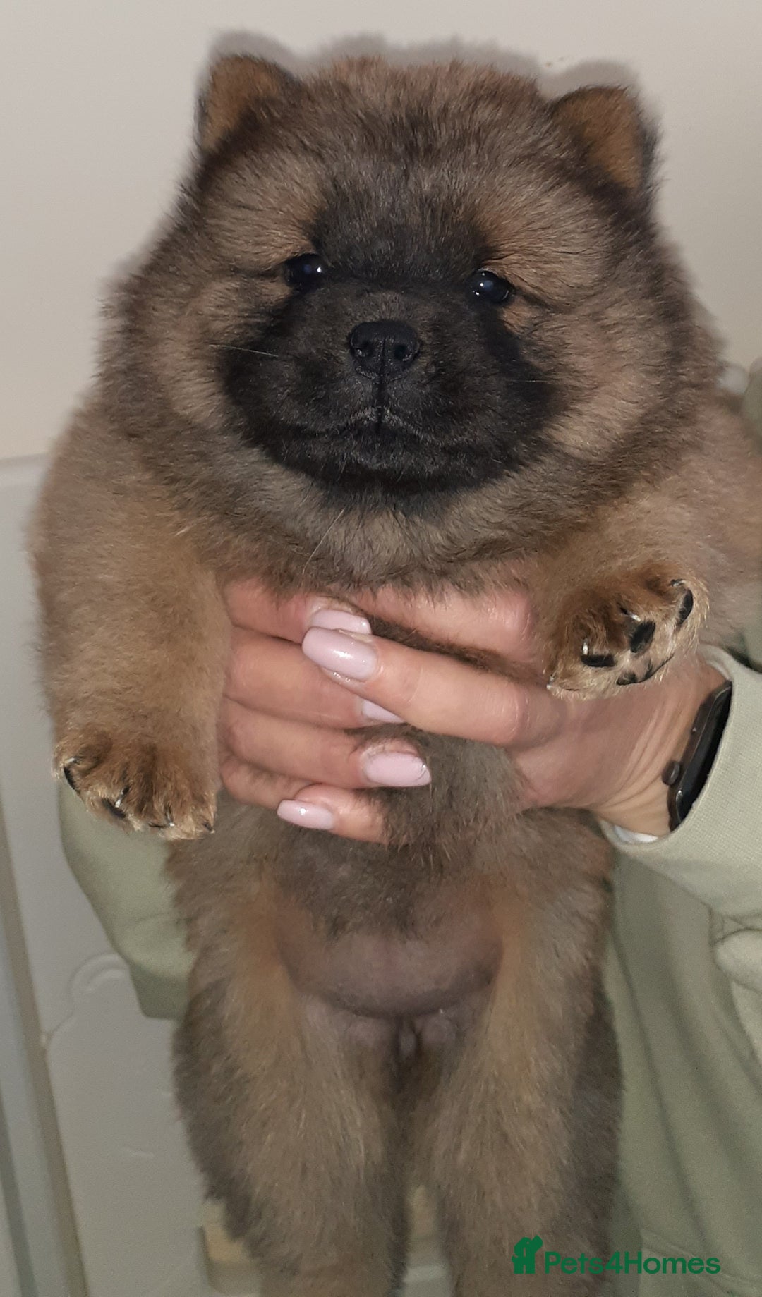 Chow Chow dogs for sale:  KC registered Chow Chow puppies for sale.🤗 - Image 15