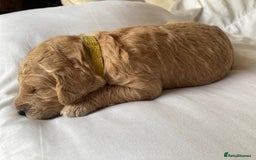 Labradoodle dogs for sale: Beautiful F3b Labradoodle Puppies - Image 19