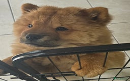 Chow Chow dogs for sale: QUALITY KC CHOWCHOW PUPPIES  in Wolverhampton - Image 1