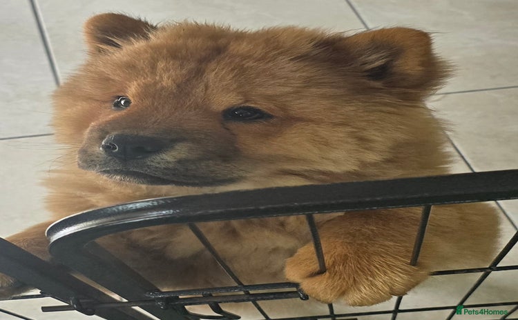 Chow Chow dogs in Wolverhampton - Advert 1