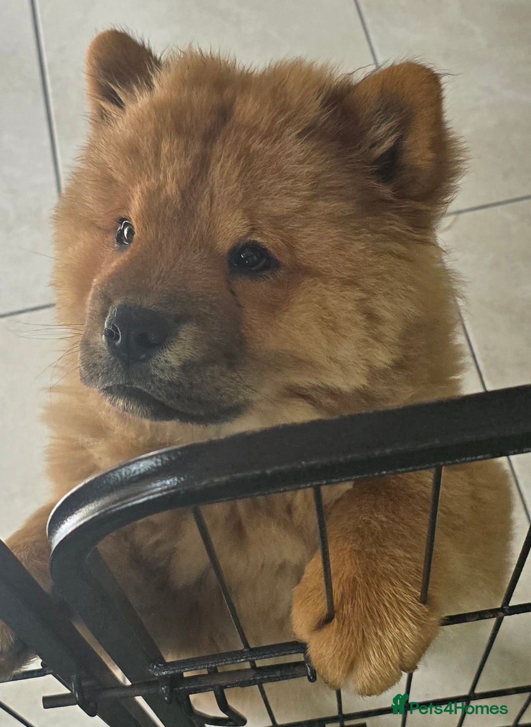 Chow Chow dogs for sale: QUALITY KC CHOWCHOW PUPPIES  in Wolverhampton - Image 1