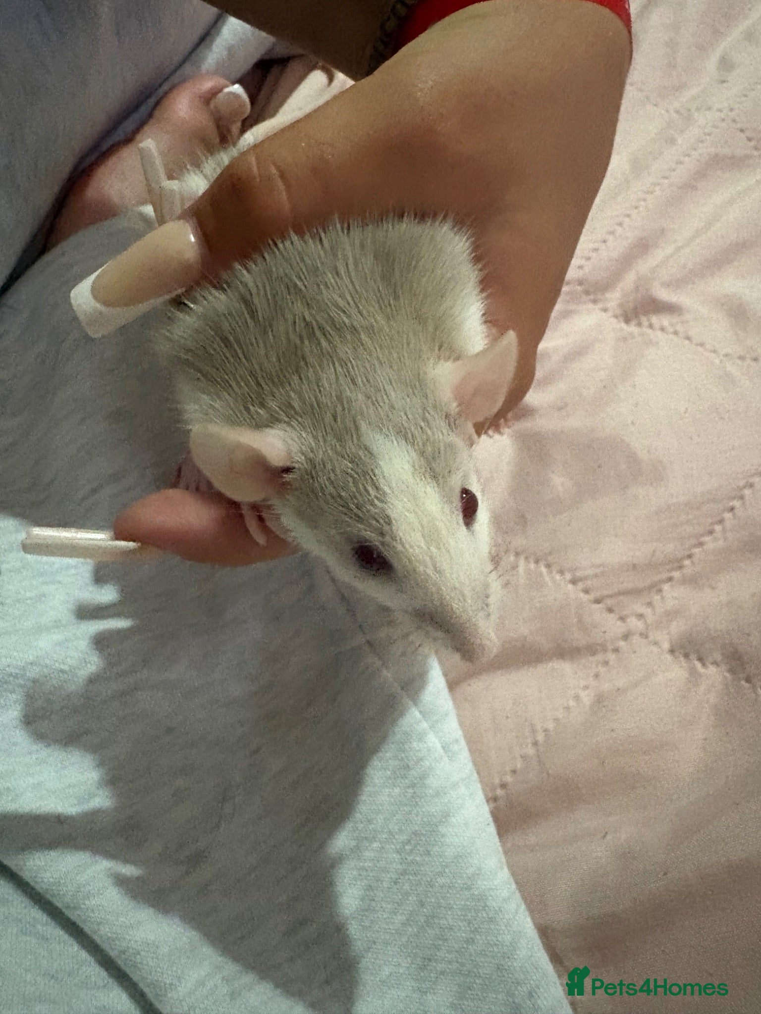 Rat rodents Baby Dumbo Rats  - Advert 12