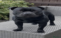 Staffordshire Bull Terrier dogs for stud: Phenomenal fertility- New Stud dog 2025 - Image 2