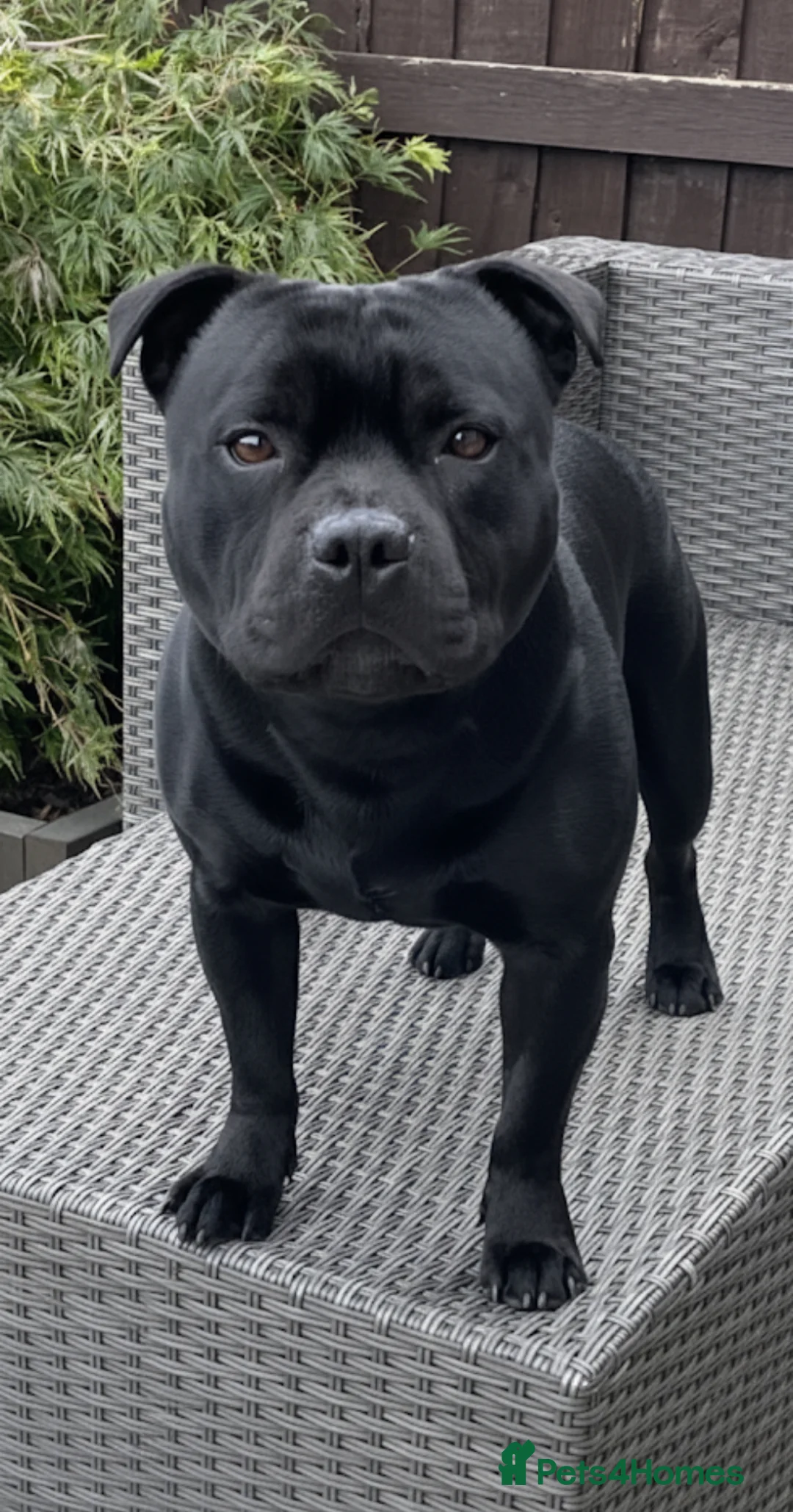 Staffordshire Bull Terrier dogs for stud: Phenomenal fertility- New Stud dog 2025 - Advert 10