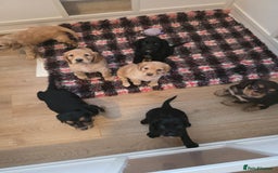 Cocker Spaniel dogs for sale: Working Cocker Spaniel Puppies - Image 4