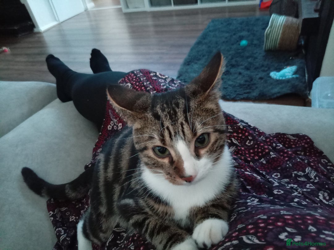 Domestic Shorthair cats for sale: Brother cats for sale - Advert 2