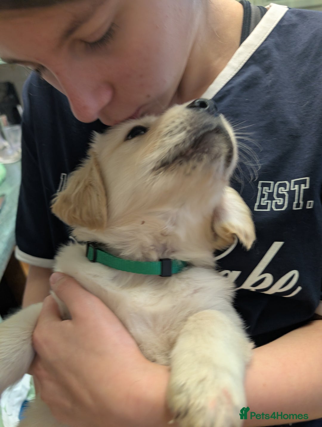 Golden Retriever dogs for sale:  KC Registered Golden Retriever Puppies.  - Image 23