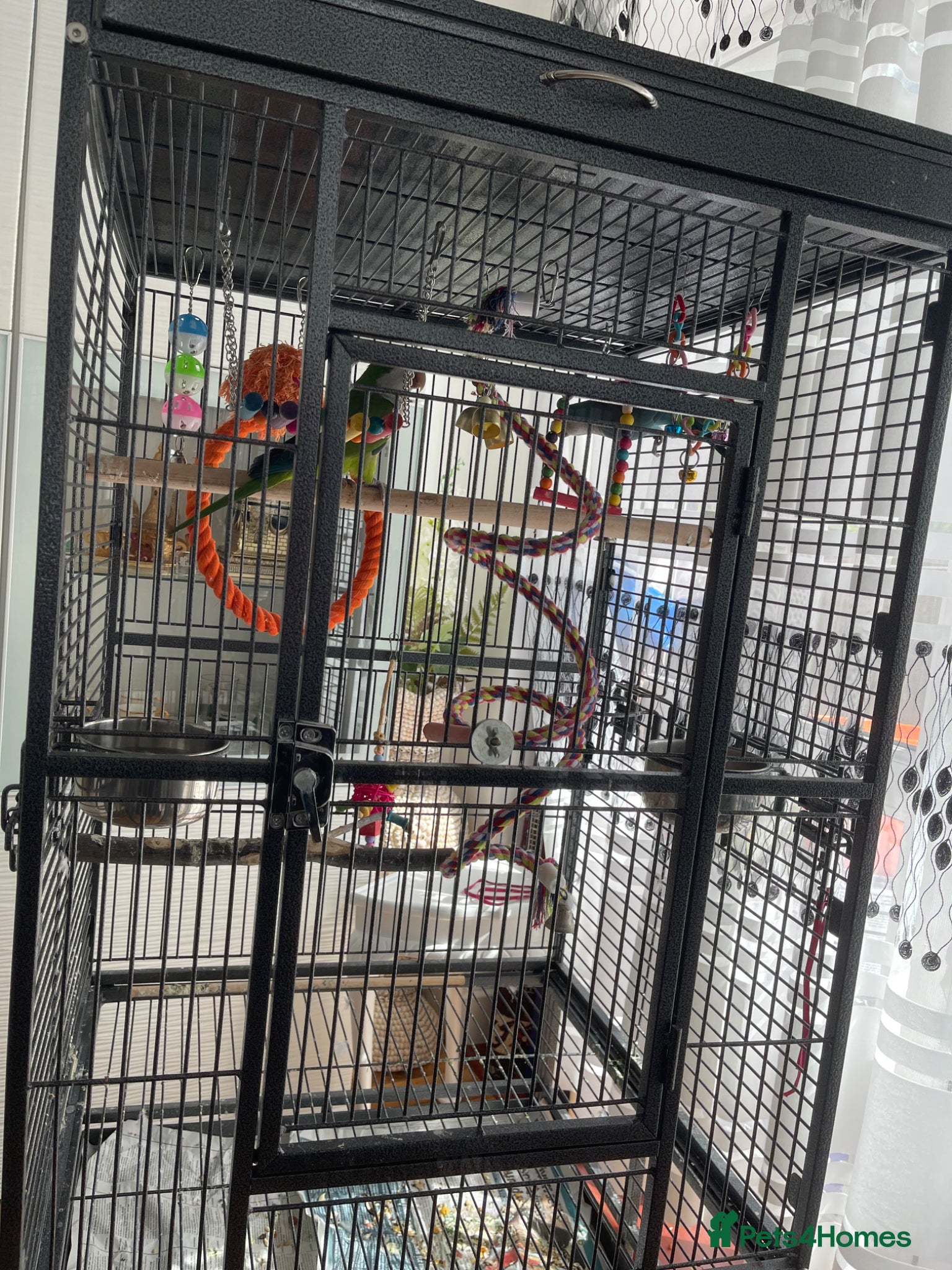 Parrots birds for sale: 2 7months old quacker parrot  in Croydon - Advert 5