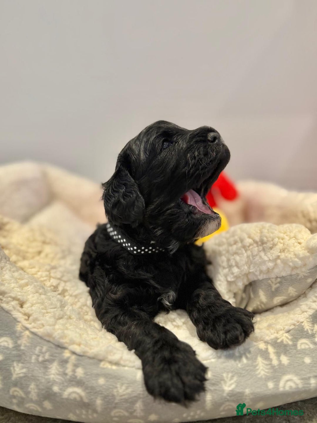 Cavapoo dogs for sale: Black Cavapoo F1 girl available 🐾👸 - Advert 7