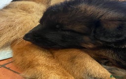 German Shepherd dogs for sale: German Shepherds - Image 3