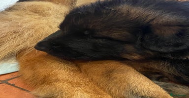 German Shepherd dogs - Advert 6