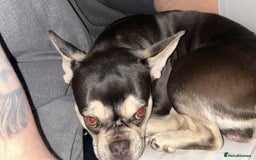 French Bulldog dogs for sale: Miniature French bulldog - Image 4