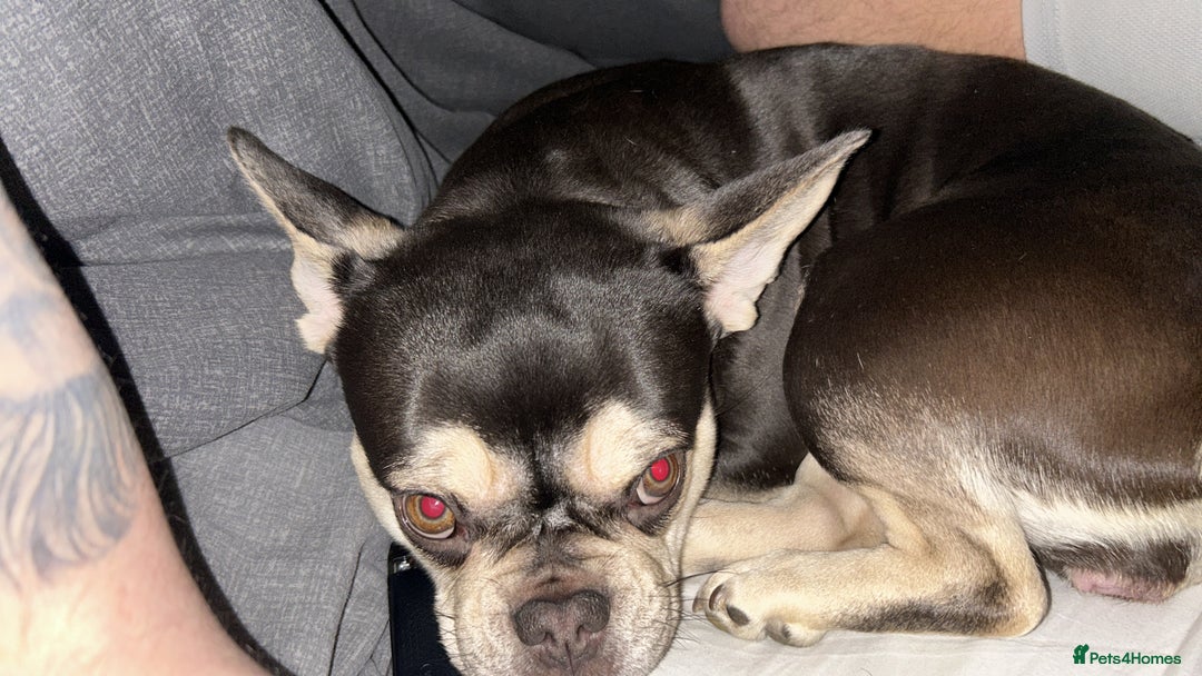 French Bulldog dogs for sale: Miniature French bulldog - Image 4