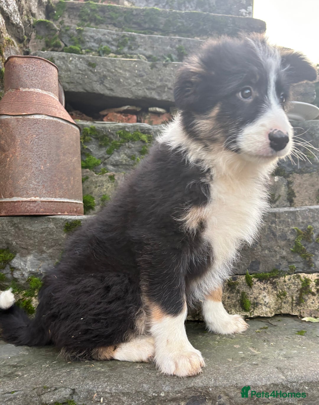 Bearded Collie dogs for sale: 💥3/4 beautiful BEARDIE BOY! 💥 - Advert 16