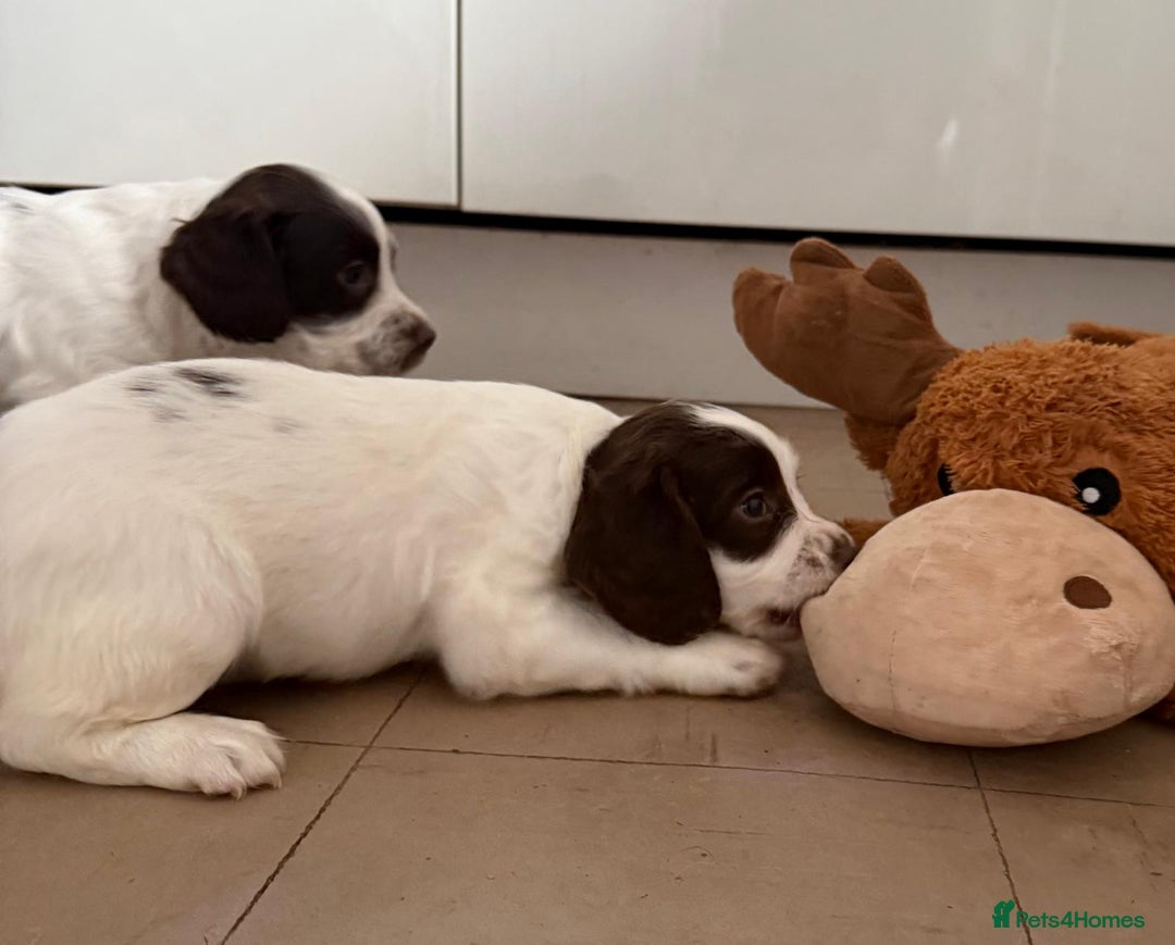 English Springer Spaniel dogs for sale: Calm, engaging Springer spaniel puppies. - Image 4