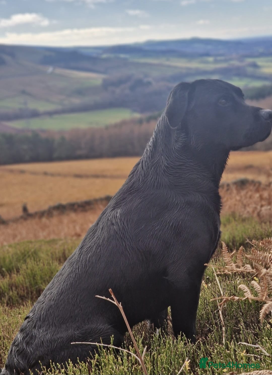 Labrador Retriever dogs for sale: Pedigree Labrador Pups  - Advert 5