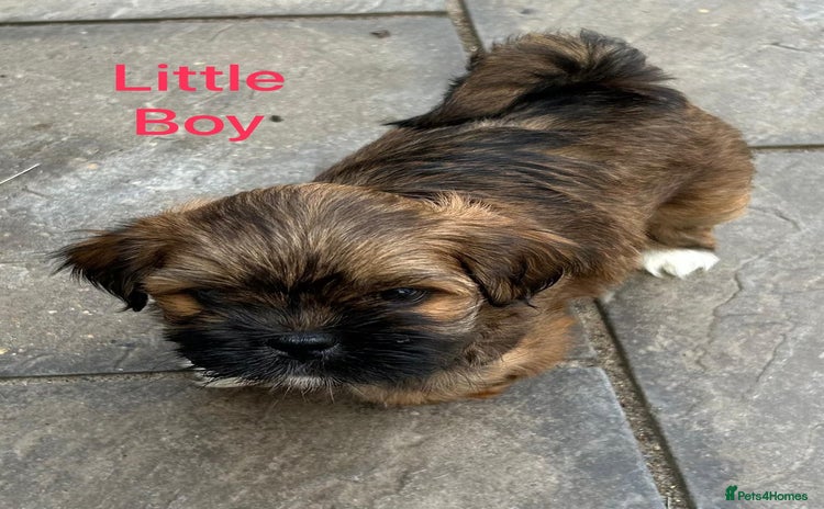 Lhasa Apso dogs - Advert 2