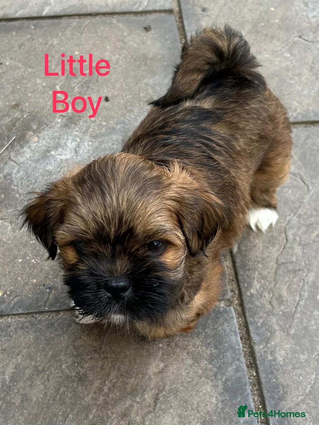 Lhasa Apso dogs for sale: Two Adorable KC Reg Puppies GPRA4 Clear - Image 9