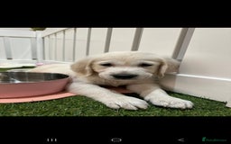 Golden Retriever dogs for sale: Beautiful Golden Retriever Puppies - Image 13