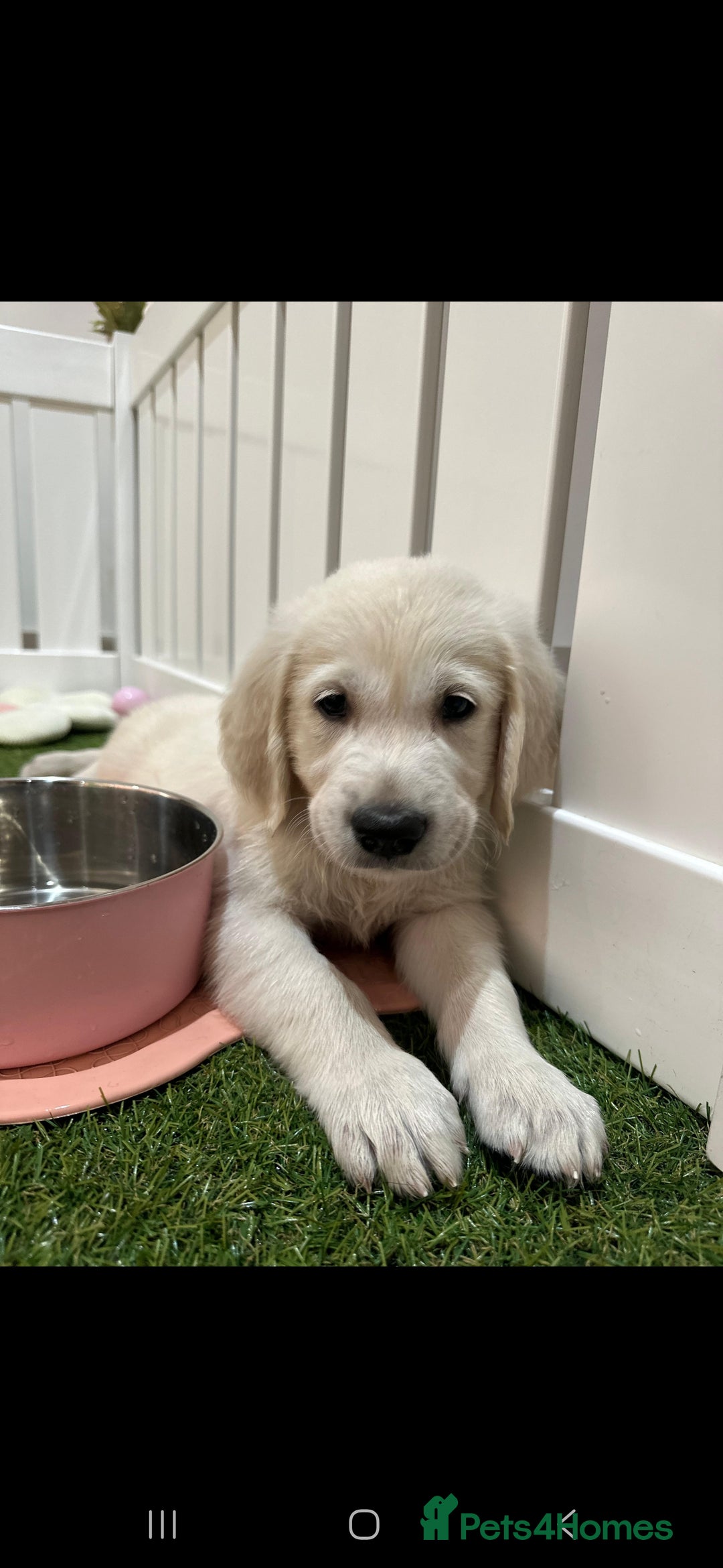 Golden Retriever dogs for sale: Beautiful Golden Retriever Puppies - Image 13