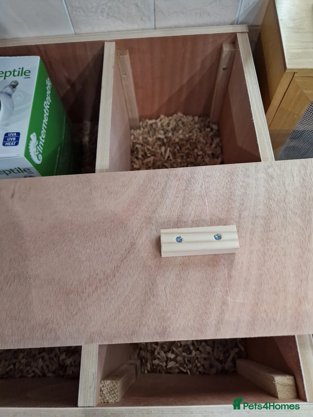 Tortoise reptiles for sale: Baby horsefield tortoises for sale  - Advert 9