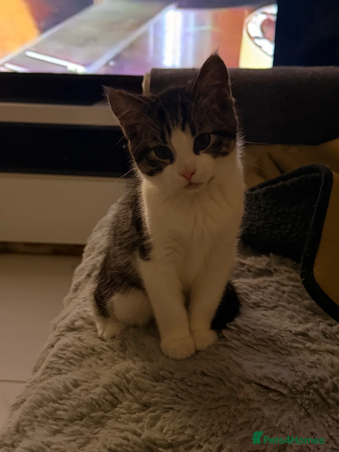 Mixed Breed cats for sale: Male Kittens for Sale-Polydactyl & Tabby  - Advert 3