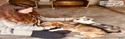Mixed Breed dogs for adoption: 20 month old Nessa- AVAILABLE FOR ADOPTION in Brixham - Advert 17