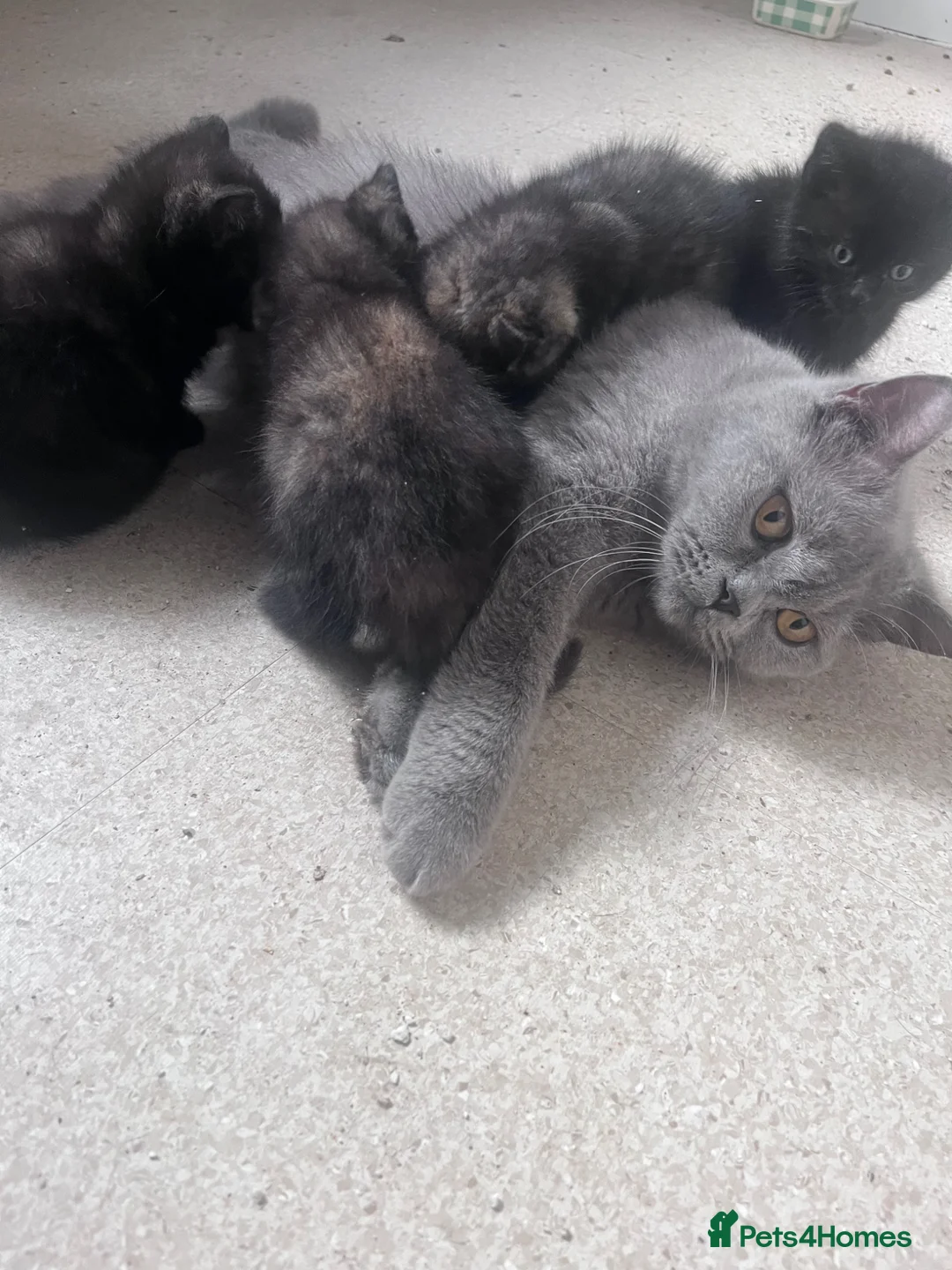 Mixed Breed cats for sale:     British Shorthair cross - Advert 2