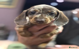 Miniature Dachshund dogs for sale: Three superb girls available NOW - Image 10