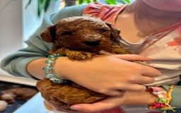 Cockapoo dogs for sale: Stunning Fox Red F1B Cockapoos Outstanding Quality - Image 3