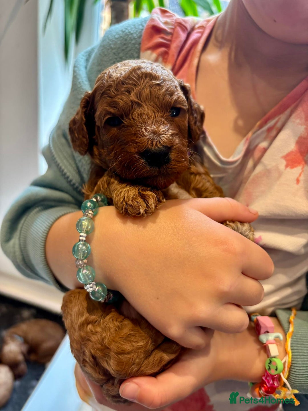 Cockapoo dogs for sale: Stunning Fox Red F1B Cockapoos Outstanding Quality - Image 3