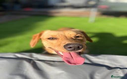 Mixed Breed dogs for sale: Female cocker spaniel X Whippet  - Image 7