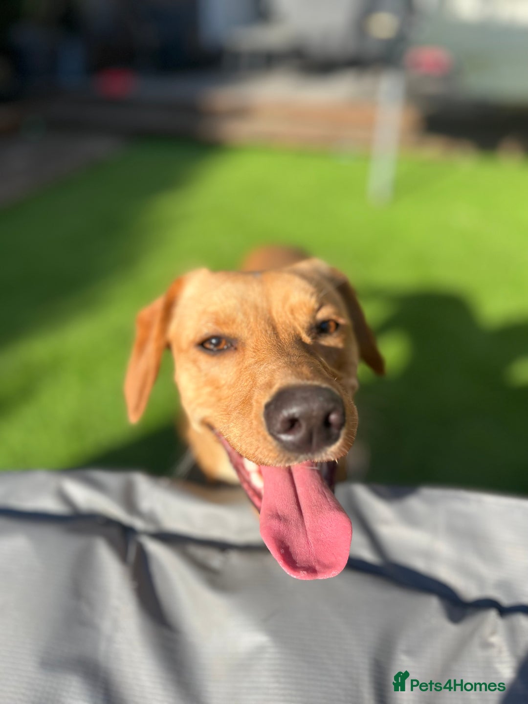 Mixed Breed dogs for sale: Female cocker spaniel X Whippet  - Image 7