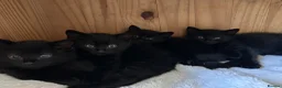 Mixed Breed cats for sale: 2 Boys ready to find their forever homes 🏡  - Advert 4