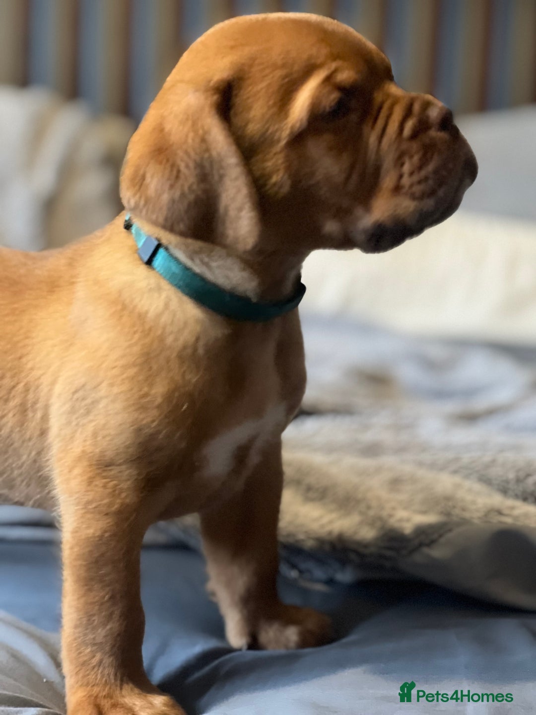 Dogue De Bordeaux dogs for sale: Kc registered Dogue de bordeaux puppies  - Image 29