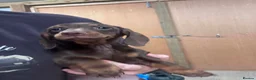 Dachshund dogs for sale: Daschund Puppies in Bridgwater - Advert 10