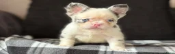 French Bulldog dogs for sale: Beautiful French Bulldog Puppies  - Advert 1