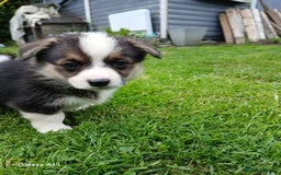 Welsh Corgi Pembroke dogs for sale: Pembroke corgi puppies  in Sturminster Newton - Image 7