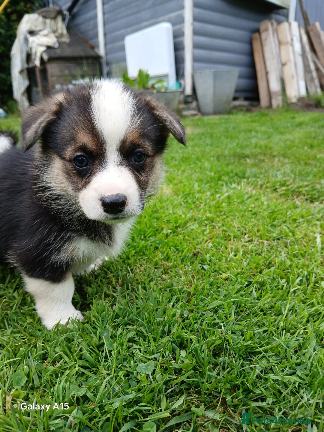Welsh Corgi Pembroke dogs for sale: Pembroke corgi puppies  in Sturminster Newton - Image 7
