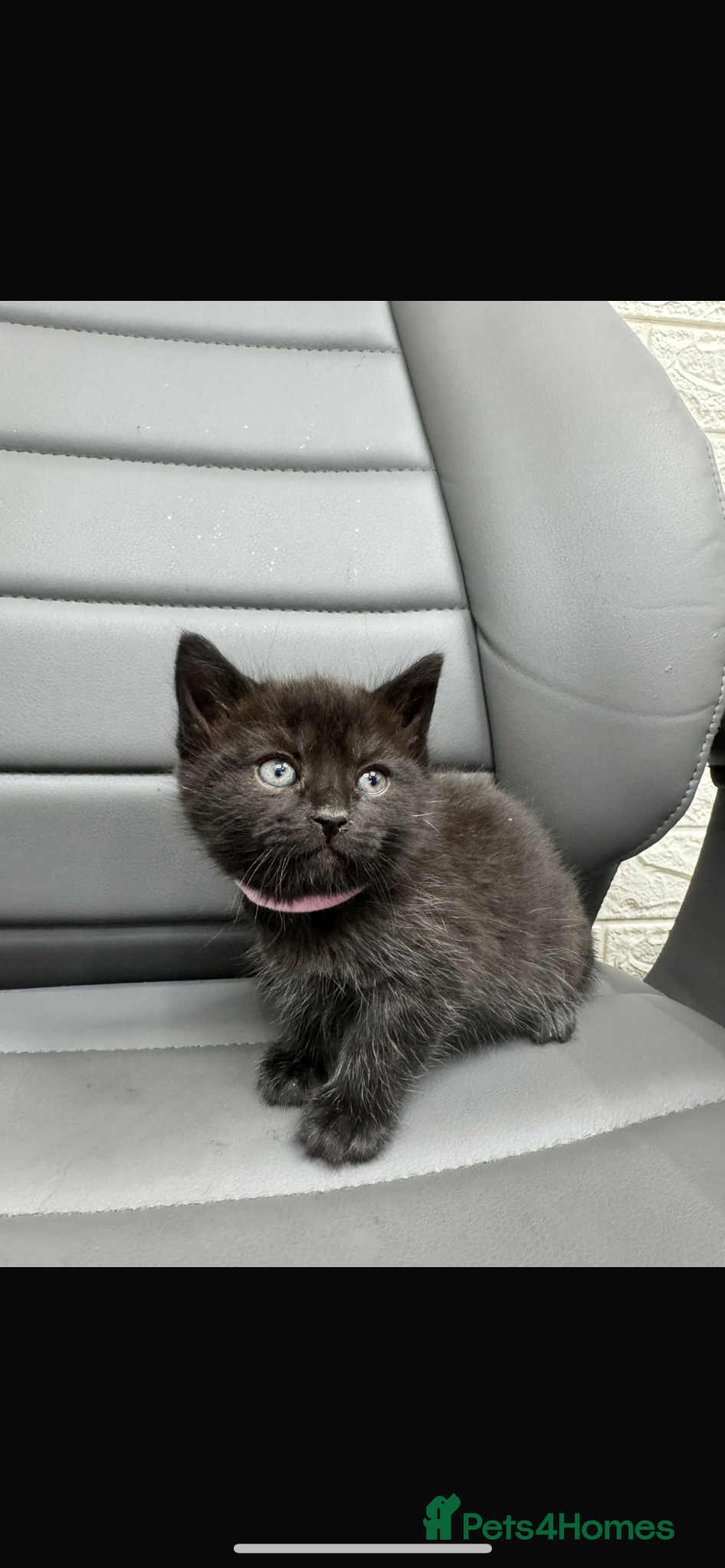 Mixed Breed cats Kittens need new home  - Advert 6