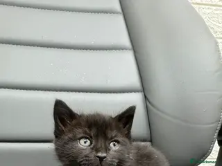 Mixed Breed cats Kittens need new home - Advert 6