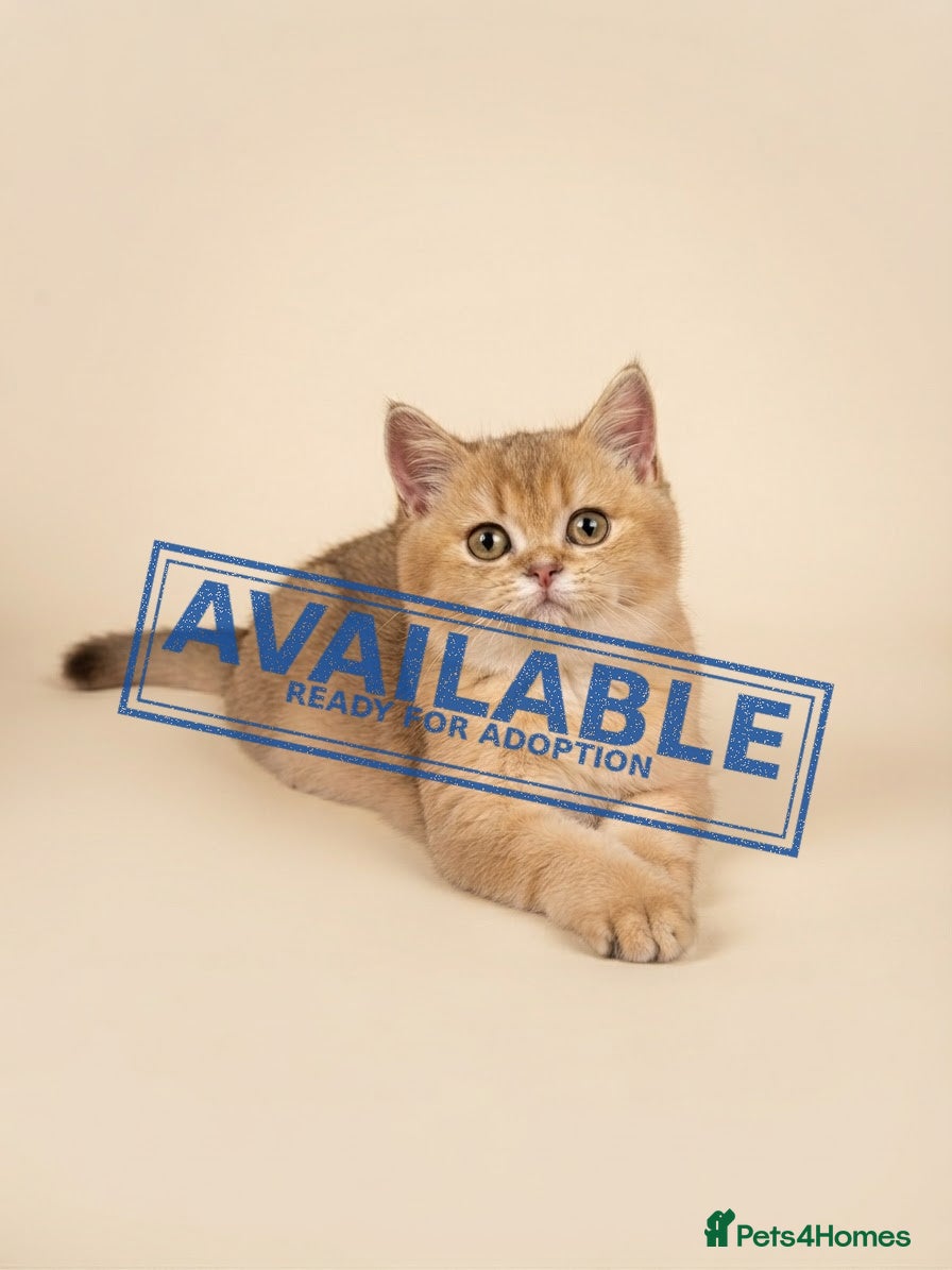 British Longhair cats TICA registered BLH & BSH Kittens - Advert 2