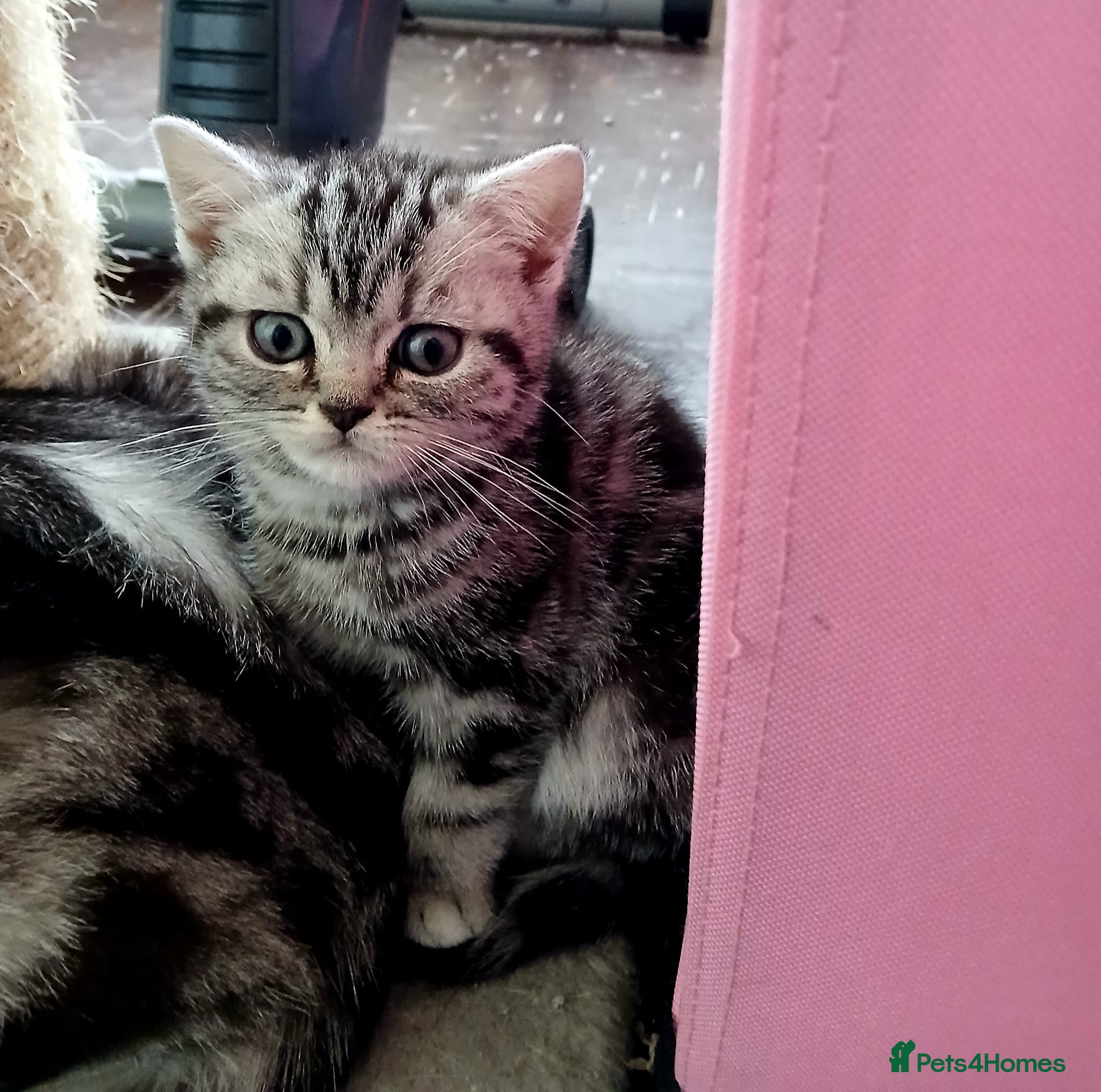 British Shorthair cats Bsh.Tabby kittens.GCCF.Available on 15.February . - Advert 15