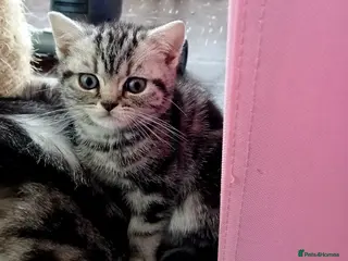 British Shorthair cats Bsh.Tabby kittens.GCCF.Available on 15.February . - Advert 15