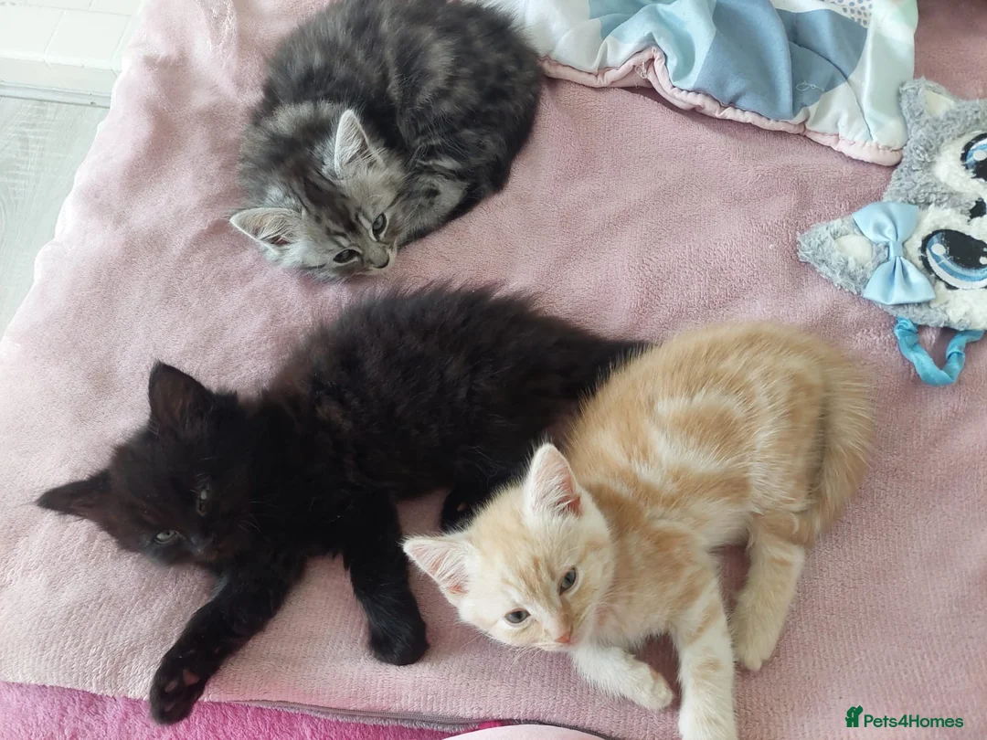 Mixed Breed cats for sale: Gorgeous Loving Kittens Looking for Forever Homes  in Slough - Advert 1