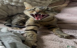 Bengal cats for sale: Tigga - Image 4