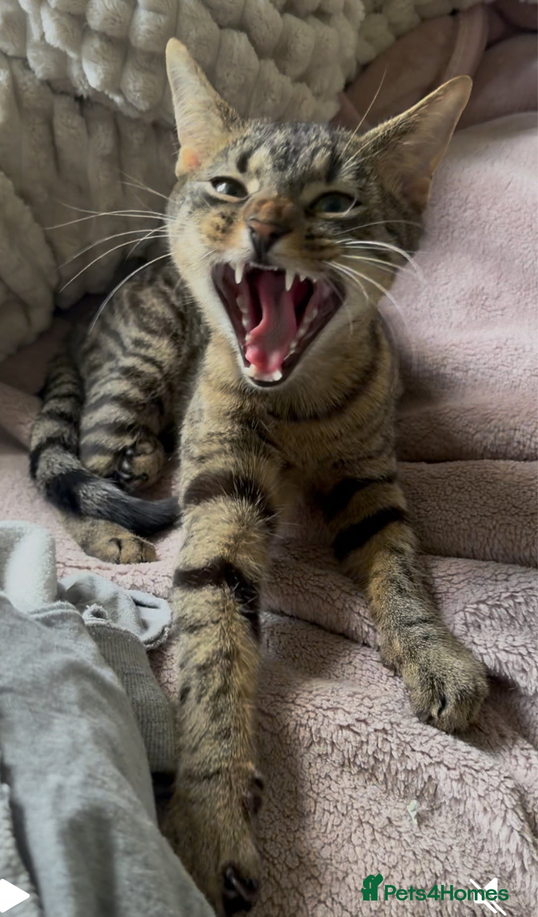 Bengal cats for sale: Tigga - Image 4