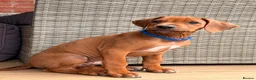 Rhodesian Ridgeback dogs for sale: Male Rhodesian Ridgeback  - Advert 3