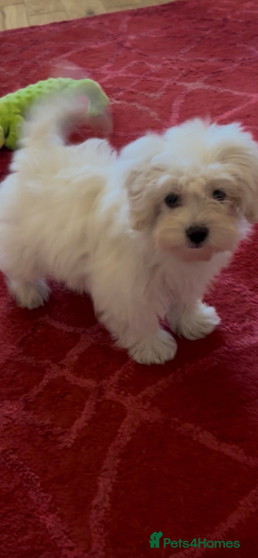 Malshi dogs shihtzu x maltese puppies for sale  - Advert 2