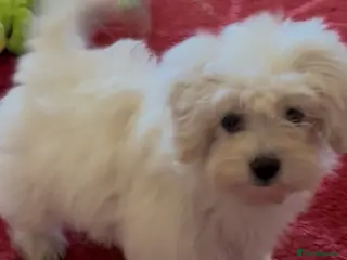 Malshi dogs shihtzu x maltese puppies for sale - Advert 2